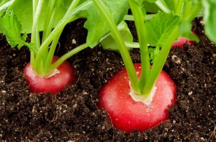 ������� �������� ������� ������ �� ������ ������