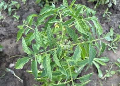 ��� ������ � ������ �� ���������: �������� ������ ��� ��������