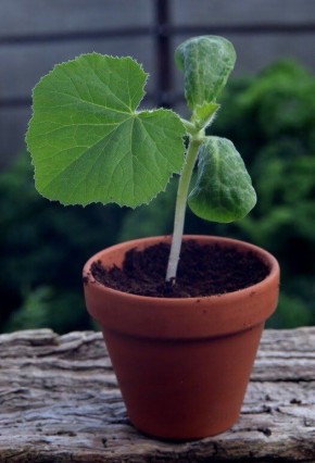 �������� ������� ����� �� �������: ������� ���������