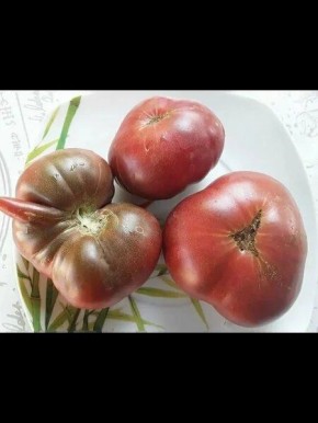 Томат Гном Мгла Винса: уникальный сорт с богатым вкусом и неприхотливым уходом