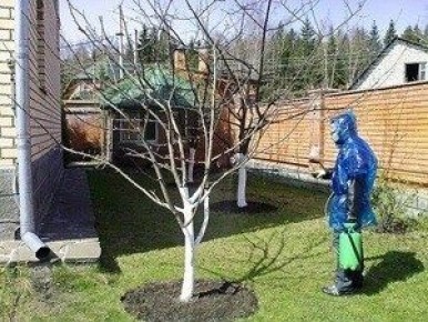 Весенние секреты успешной борьбы с болезнями и вредителями яблонь