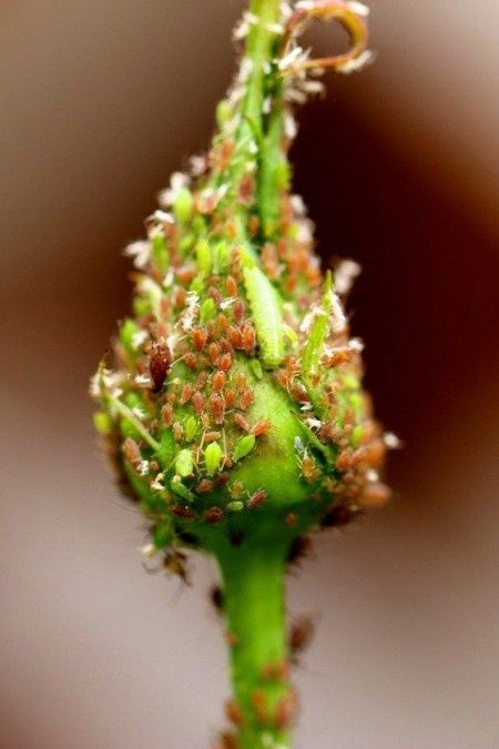 Защита цветов от тли: помощь для цветоводов