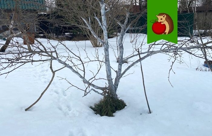Зачем нужно утаптывать снег вокруг деревьев? Мифы и реальность