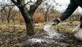 Как доломитовая мука поможет вашей вишне и сливе