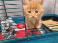 Как помочь котёнку справиться с блохами: безопасные методы для малышей