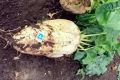 Кормовая свёкла Лада: секреты успешного выращивания и её популярность среди агрономов