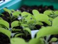 Почему семена не всходят в марте: 7 распространенных ошибок огородников