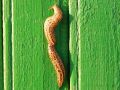 Как защитить урожай от слизней в дождливый июнь