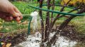 Как осенний уход за смородиной может принести рекордный урожай в следующем сезоне
