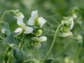 Секреты успешного выращивания сладкого гороха: как достичь отличных результатов без лишних хлопот