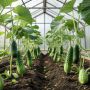 Как продлить урожай огурцов в теплице осенью: советы для дачников