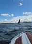 Погода в Тольятти на 20 августа