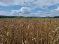 В Самарской области намолотили более 2 миллионов тонн зерна