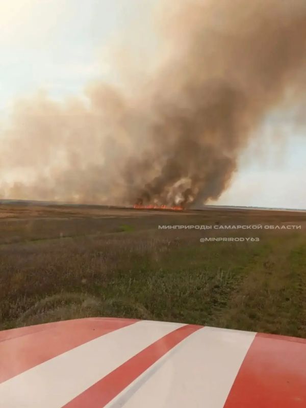 Огонь вплотную подошёл к Безенчукскому лесничеству: локализованы два возгорания на общей площади 245 га