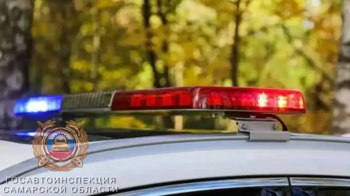 Что делать при ДТП с диким животным: советы от автоинспекторов
