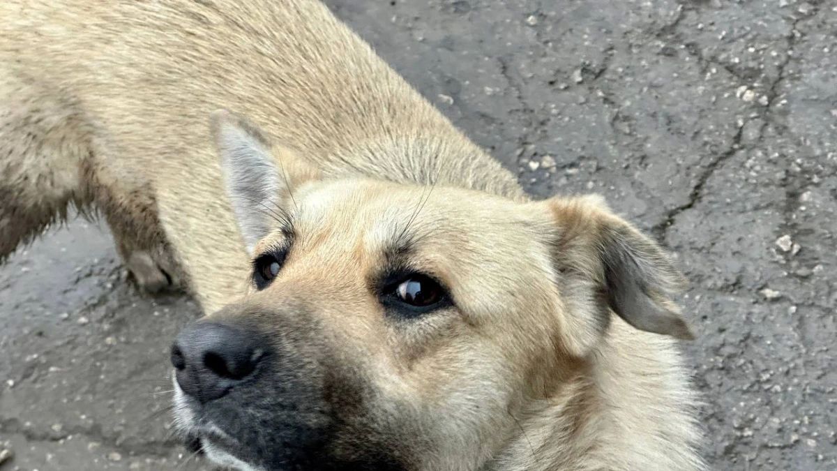 В Автозаводском районе Тольятти ввели карантин из-за бешенства животных