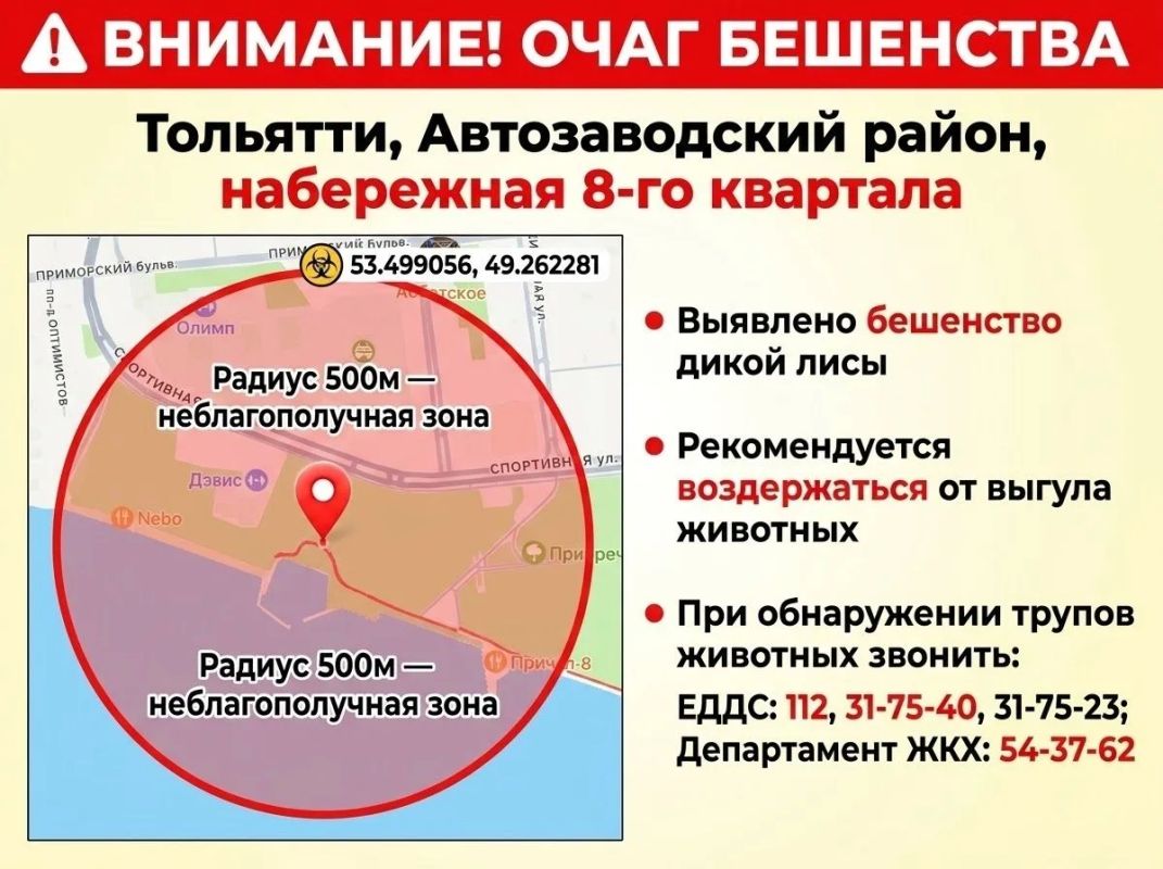 Мёртвая лиса с бешенством найдена на набережной в Автозаводском районе Тольятти
