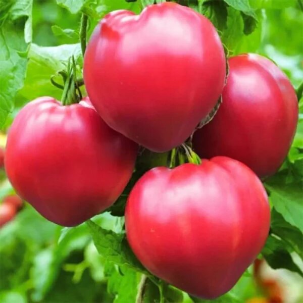 Томат Сердце бизона: секреты ухода за вкусными сердцевидными плодами
