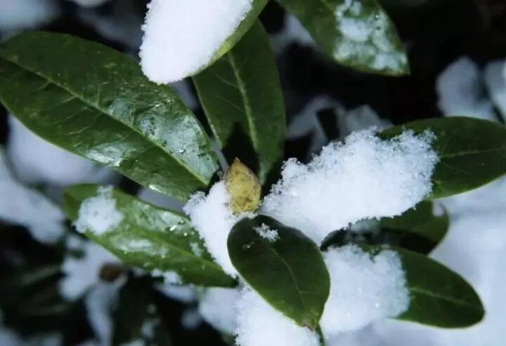 Календарь работ в саду и огороде на ноябрь