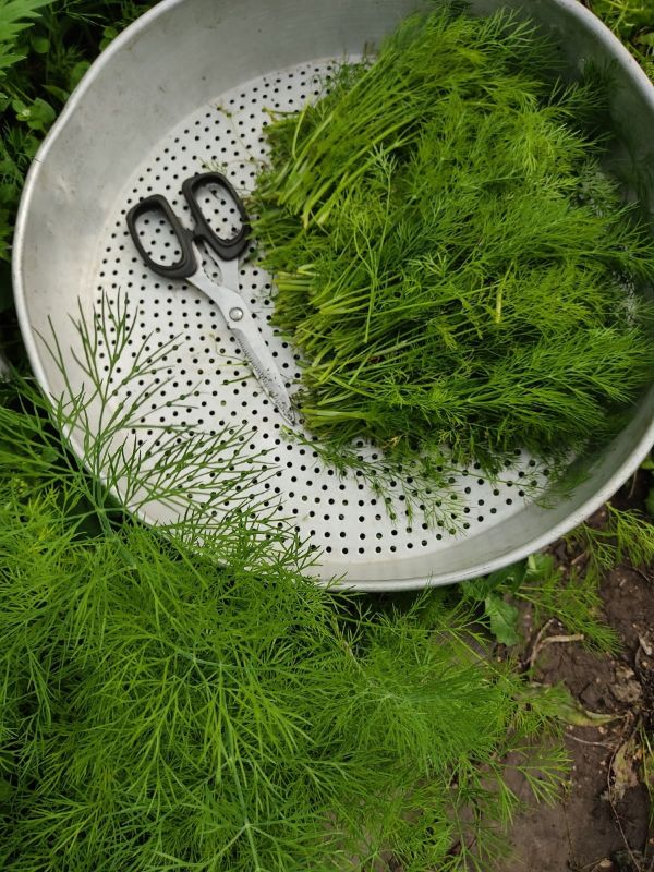 Секреты заморозки укропа: как сохранить аромат до зимы