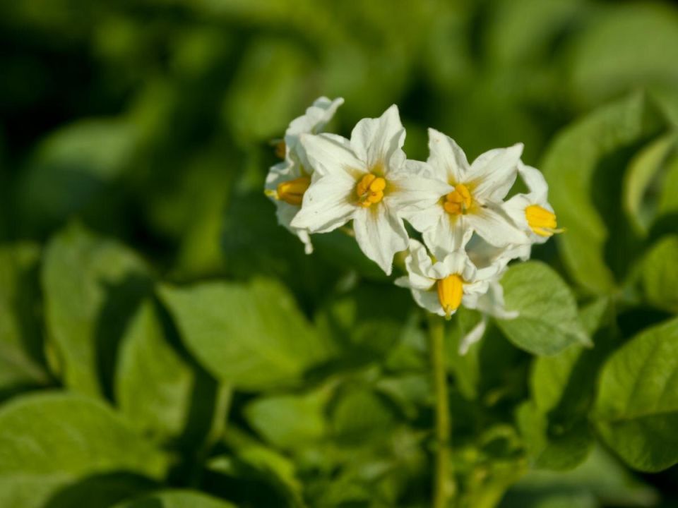 Выращивание картофеля: путь к клубням-гигантам