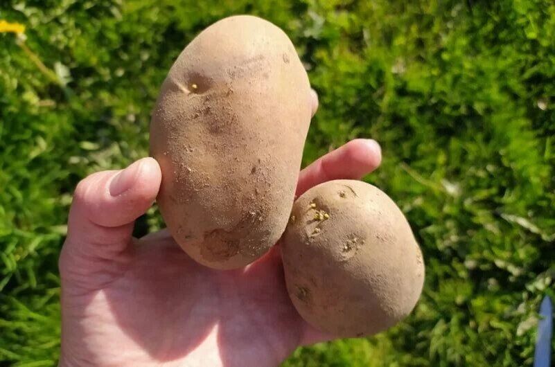 Как правильно подготовить клубни картофеля для посадки: советы агрономов
