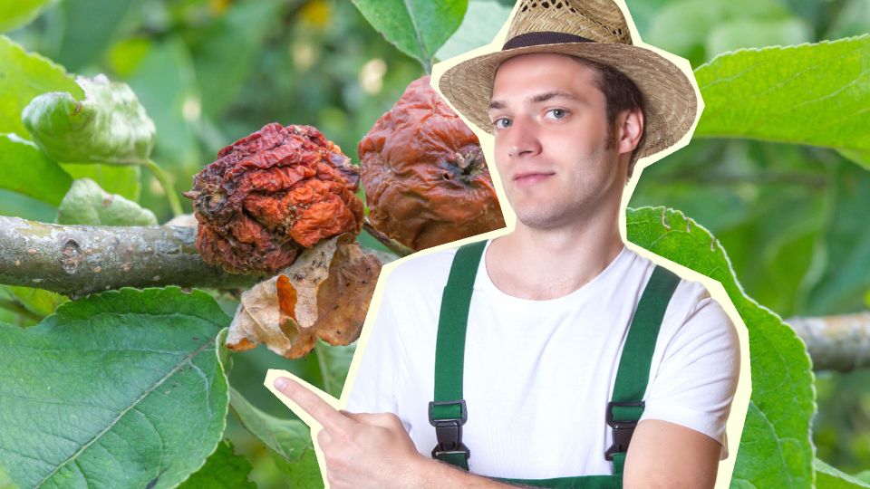 Вот чем грозит дождливая весна яблоням, вишням и сливам: скорее осмотрите свои деревья