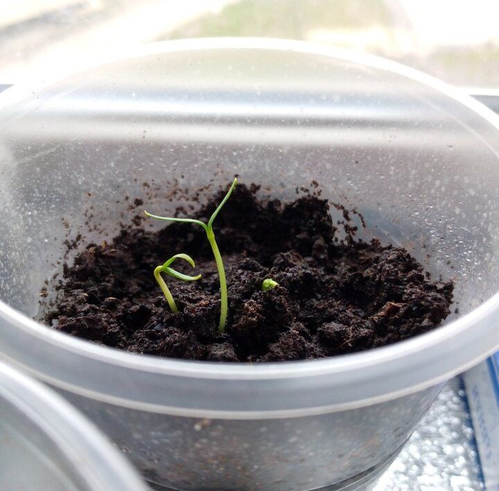 Как правильно утеплить рассаду: идеальный способ на подоконнике