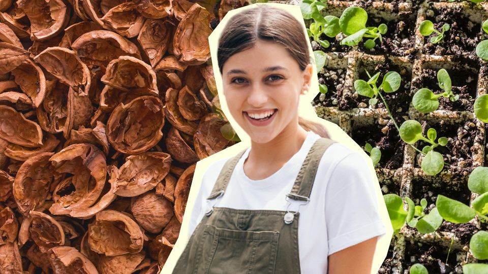 Перестаньте выкидывать скорлупу от орехов: с ней рассада будет здоровой и крепкой