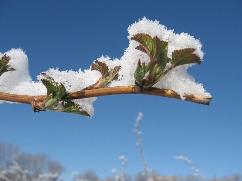 Как защитить растения от неожиданных весенних заморозков: советы и рекомендации