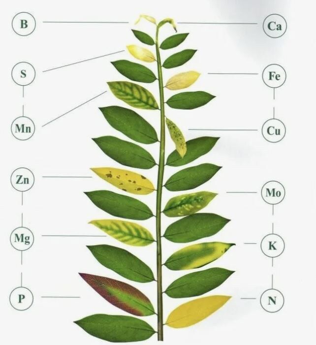 Как распознать голодание растений: простые советы для вашего сада