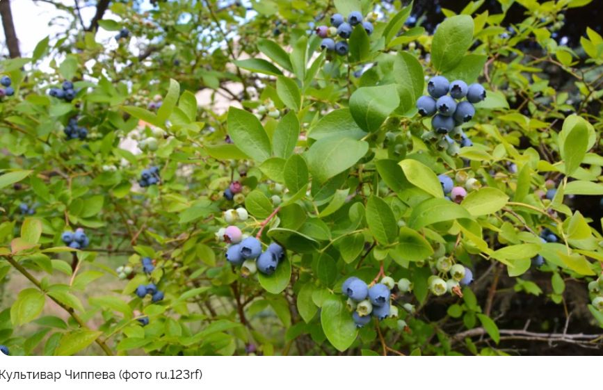 Сладкие и урожайные сорта садовой голубики