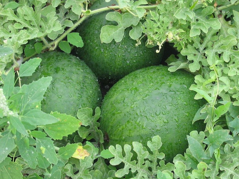 Как вырастить сочный арбуз даже в холодных регионах: советы для садоводов