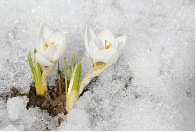 Защита растений в условиях зимней оттепели