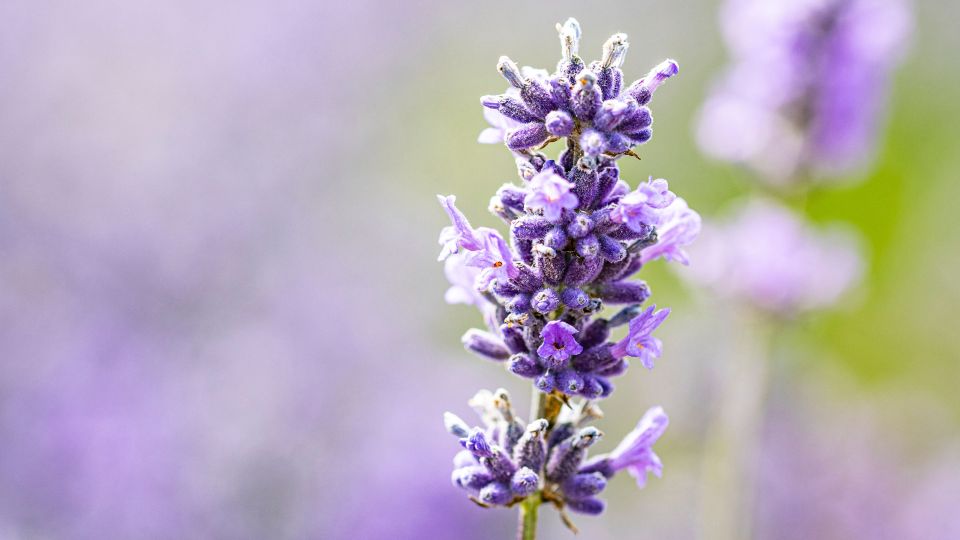 Только этот сорт лаванды переживет зиму: с выбором ошибаются 99% дачников