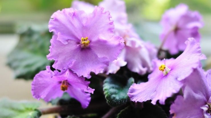 Секреты осенней обрезки фиалок: как добиться цветущего чуда к весне