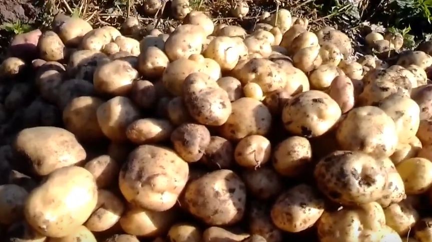 Как старинные методы помогают собирать урожай картофеля без химии
