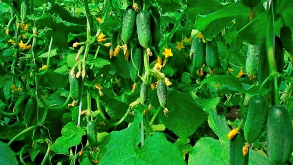 Сверхранние огурцы для открытого грунта: как получить до 10 кг с плети