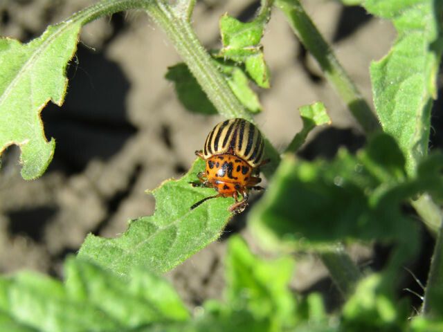 Как эффективно бороться с колорадским жуком: проверенные методы и полезные советы