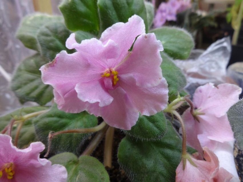 Пересадка фиалок зимой: как правильно ухаживать за любимыми растениями в холодный период