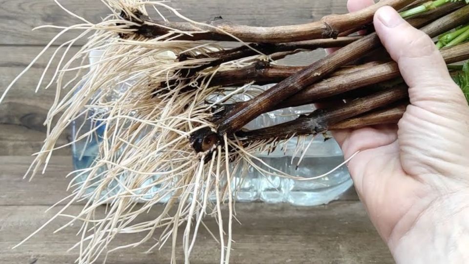 ��� ��������� ������� ��� �����: ������� � �������� �����, ����������� ��������