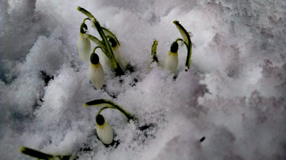 Куда исчез снег? Необычная зима в 2026 году вызывает тревогу