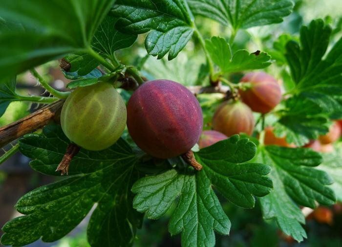 ��� �������� �������� ������ ����������: ������� ��������� �����