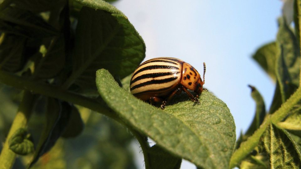 ����������� ���� ����� �������� ��� ��� �� ��������: ���������� ��� �����