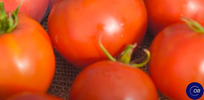 ������ ��� �����: �����, ������� �� ������� ����������