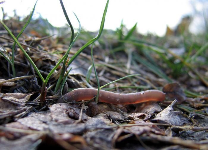 ��� ������������ ������ ����� ������: ������ ������ ��� �����������