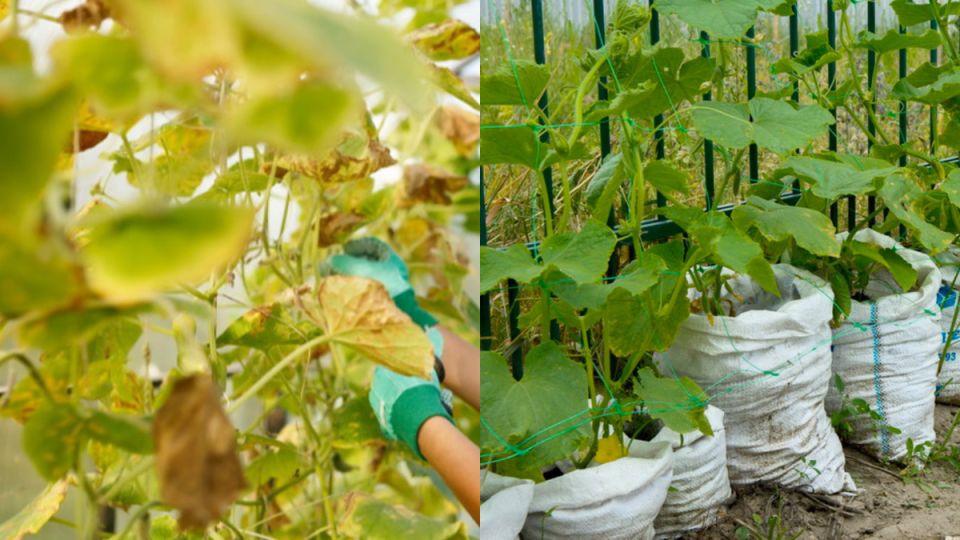 ������� ������ � ������� �������� �������