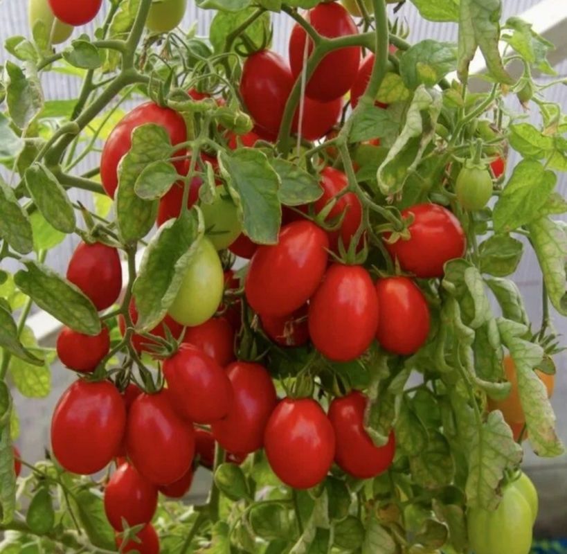 ������� ��������� ������: ��� ������� ������ ����� ������� � 2026 ����