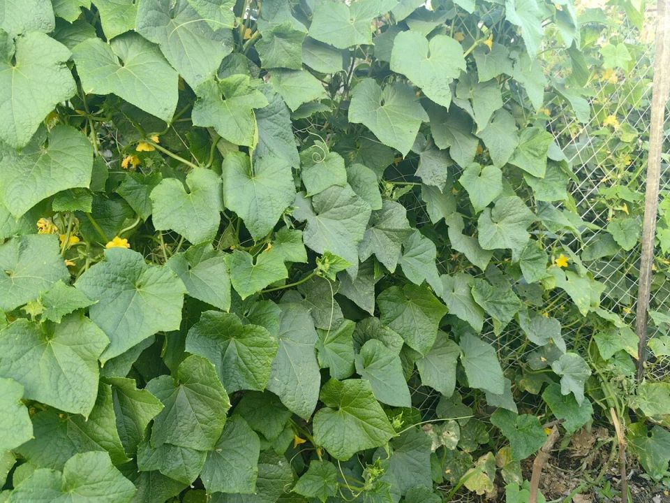 ��� ��������� ������ ������� � �������� ������������� ������