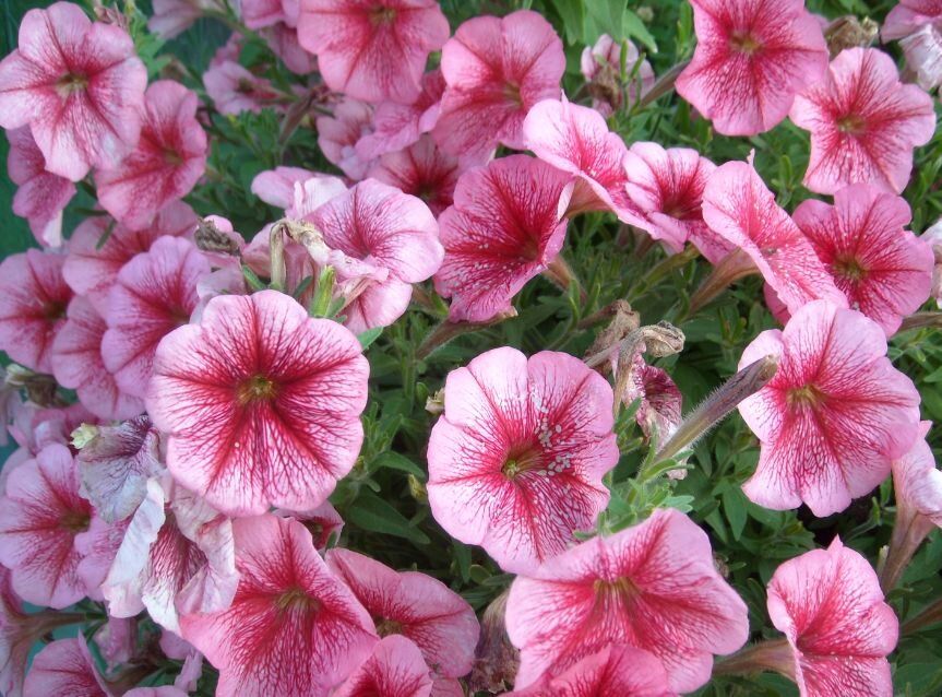 ��� ������� ��������� ������� �������